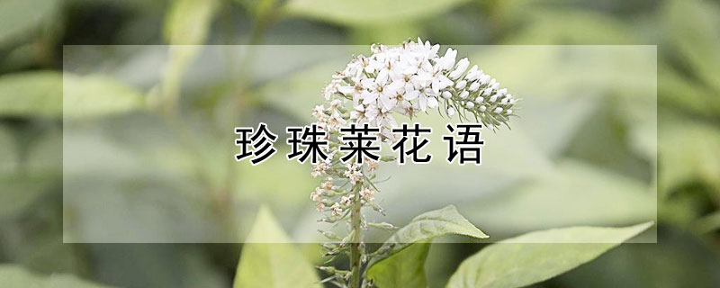 珍珠萊花語