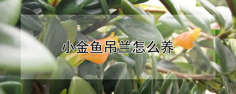 小金魚吊蘭怎么養(yǎng)