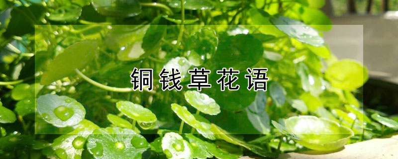 銅錢(qián)草花語(yǔ)