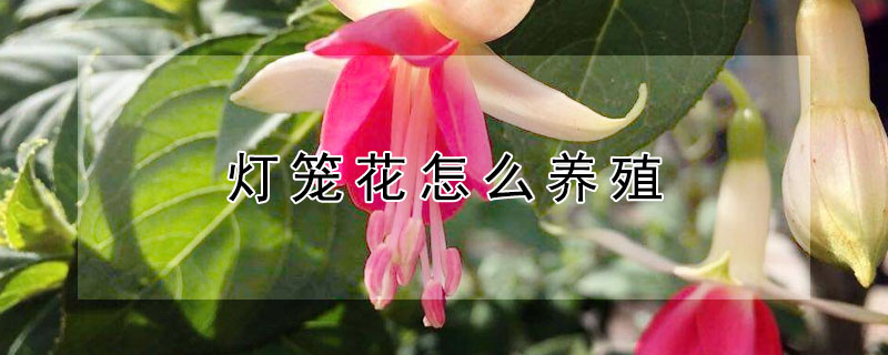 燈籠花怎么養(yǎng)殖