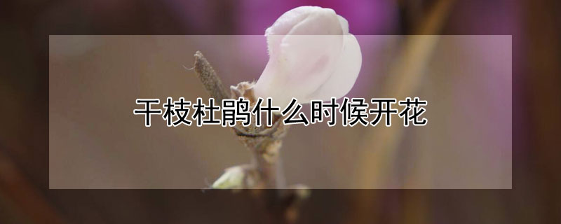 干枝杜鵑什么時候開花