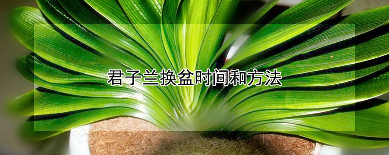 君子蘭換盆時間和方法