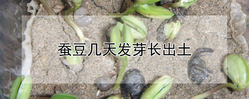 蠶豆幾天發芽長出土