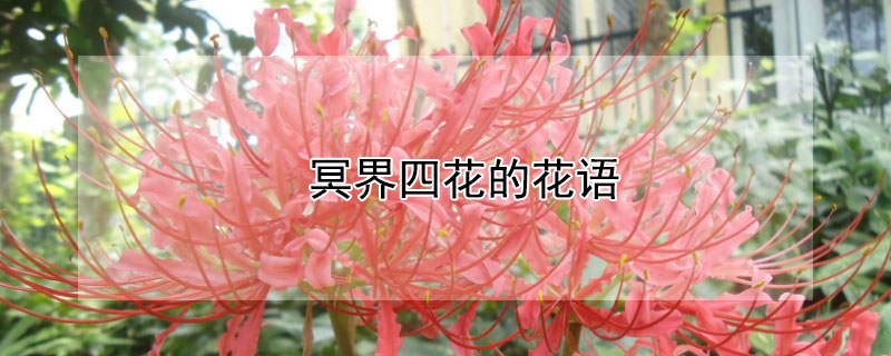 冥界四花的花語