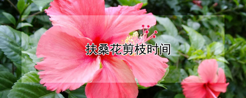 扶桑花剪枝時(shí)間