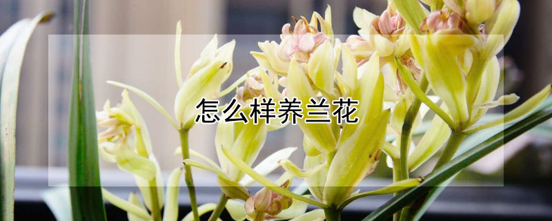 怎么樣養(yǎng)蘭花