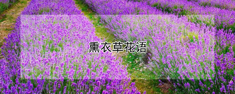 熏衣草花語