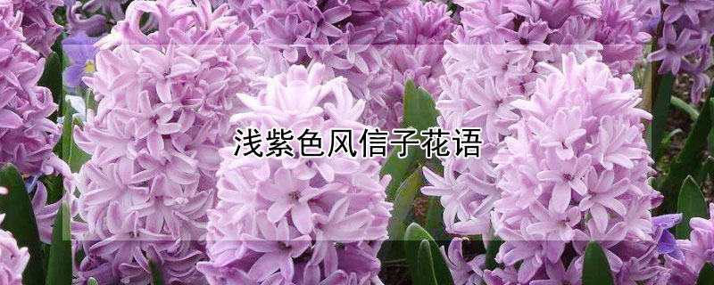 淺紫色風(fēng)信子花語(yǔ)