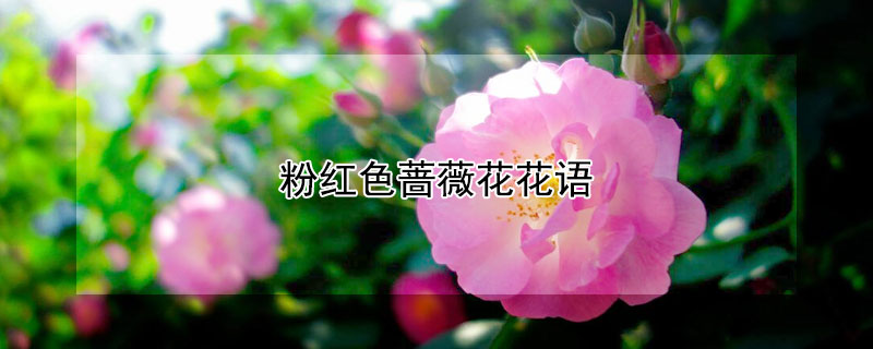 粉紅色薔薇花花語(yǔ)