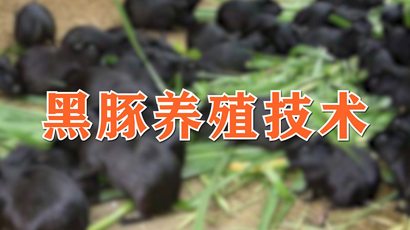 黑豚養殖技術