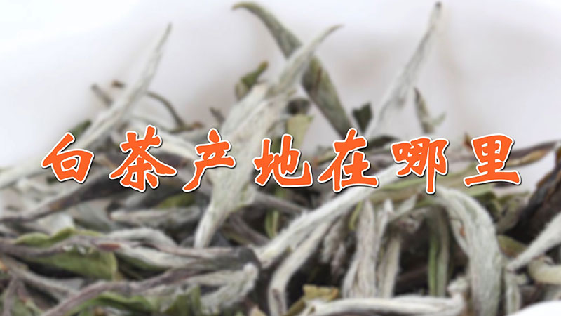 白茶產(chǎn)地在哪里