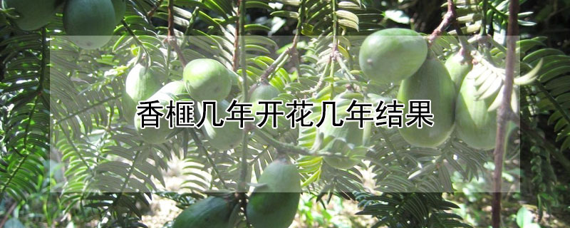 香榧幾年開花幾年結果