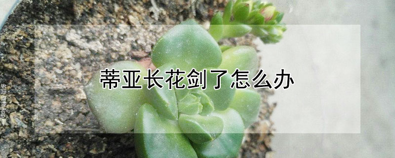 蒂亞長花劍了怎么辦