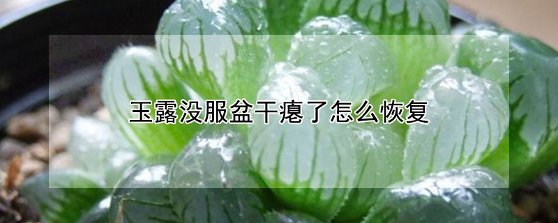 玉露沒服盆干癟了怎么恢復(fù)