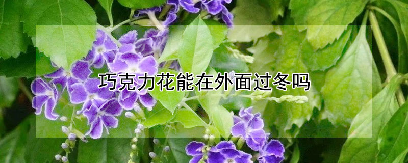 巧克力花能在外面過冬嗎