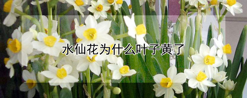 水仙花為什么葉子黃了