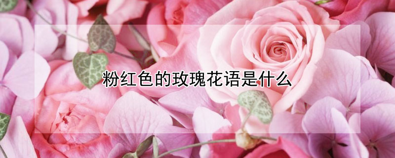 粉紅色的玫瑰花語(yǔ)是什么