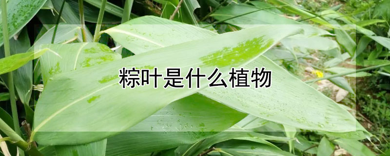 粽葉是什么植物