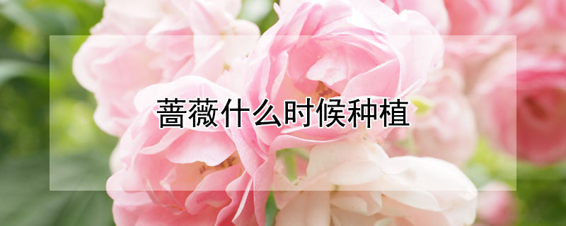 薔薇什么時(shí)候種植