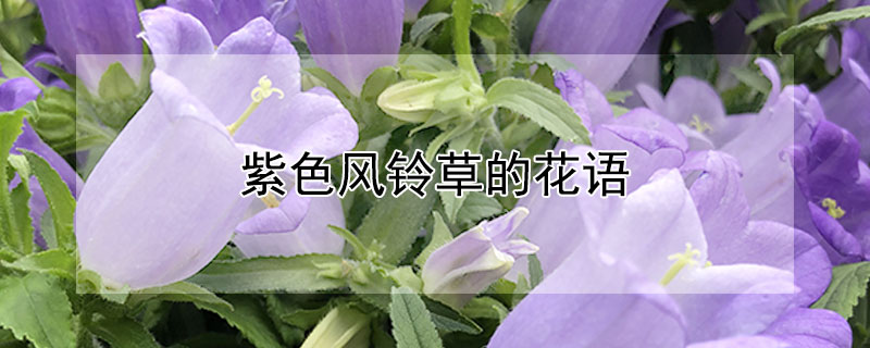 紫色風(fēng)鈴草的花語