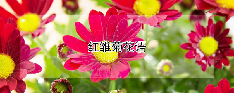 紅雛菊花語