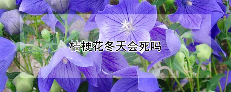 桔梗花冬天會死嗎