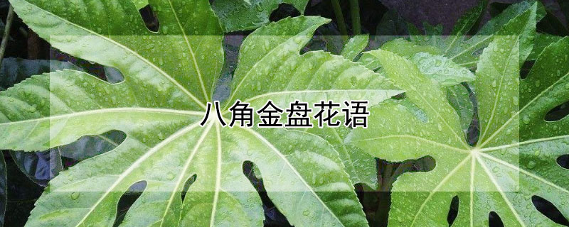 八角金盤花語