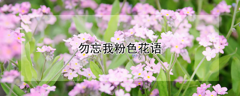 勿忘我粉色花語