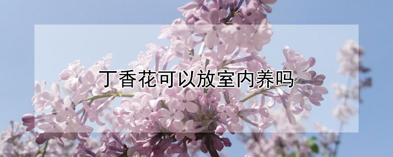 丁香花可以放室內養嗎