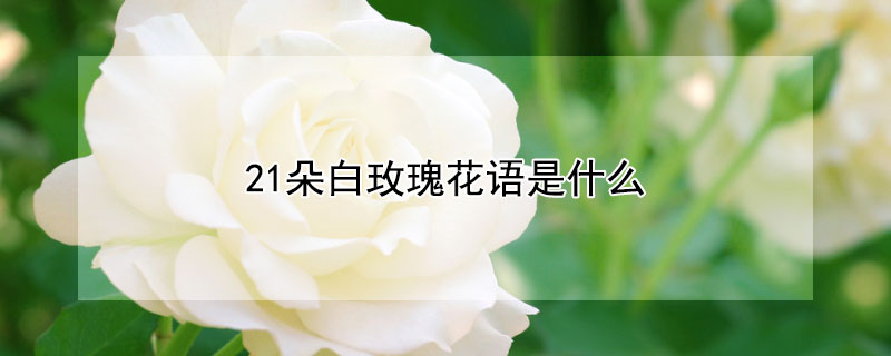 21朵白玫瑰花語是什么