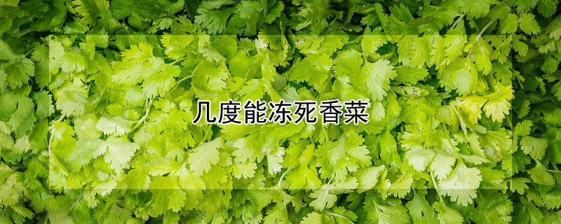 幾度能凍死香菜