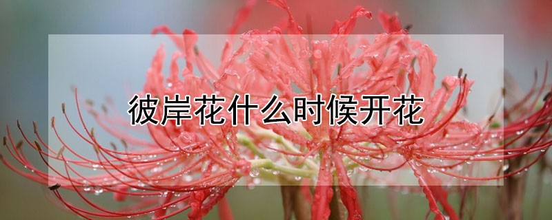 彼岸花什么時(shí)候開花