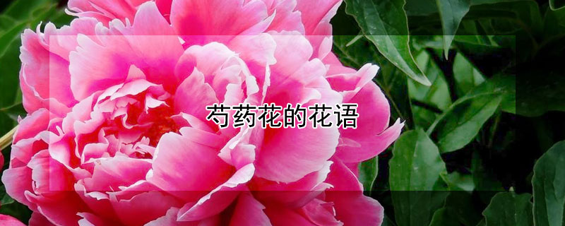 芍藥花的花語