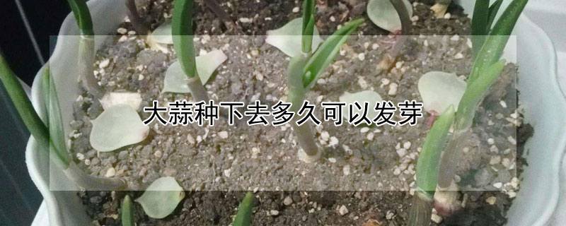 大蒜種下去多久可以發芽