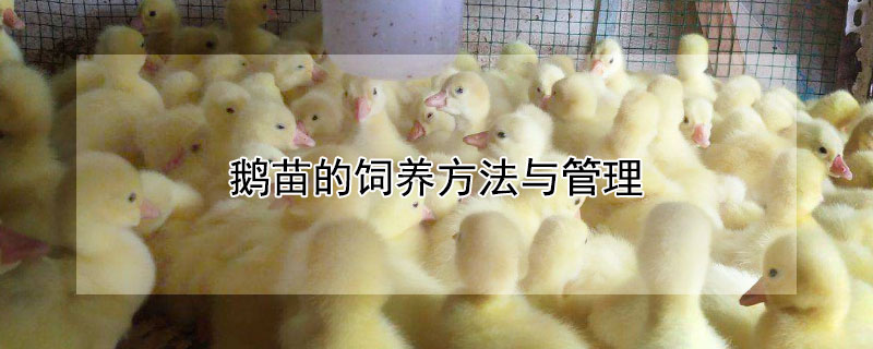 鵝苗的飼養方法與管理