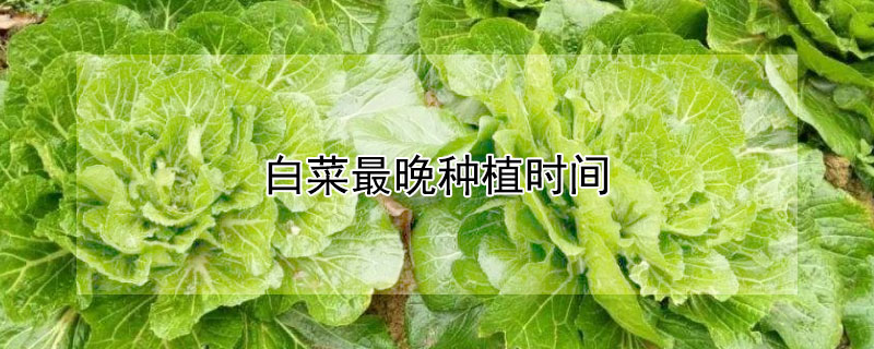 白菜最晚種植時(shí)間