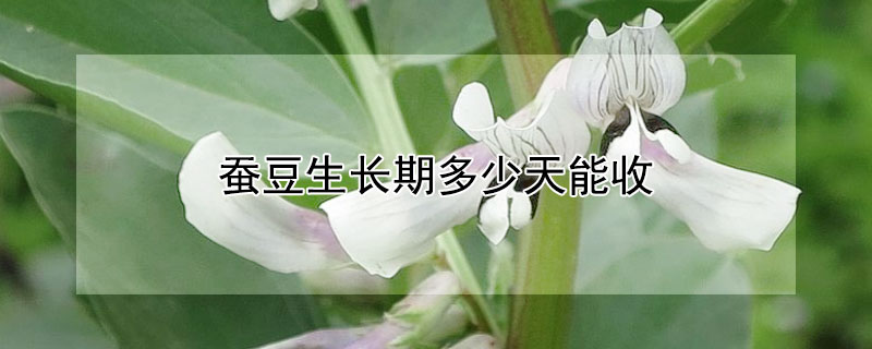 蠶豆生長期多少天能收