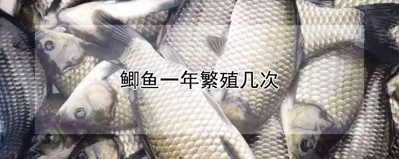 鯽魚一年繁殖幾次