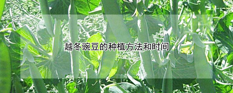 越冬豌豆的種植方法和時間