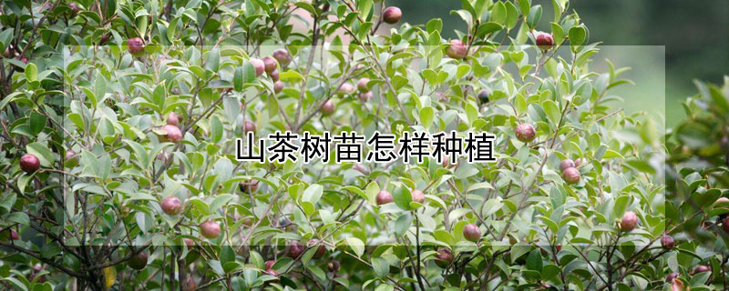 山茶樹苗怎樣種植