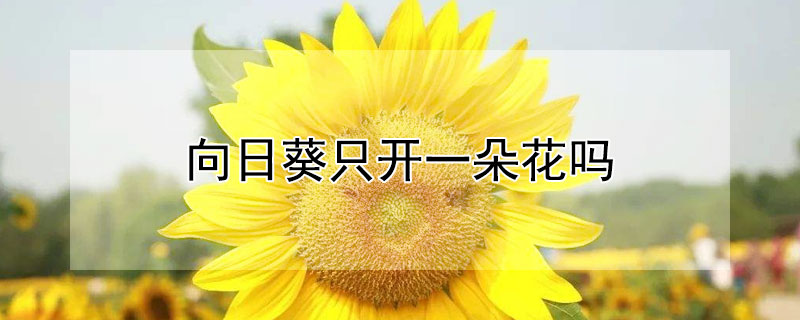 向日葵只開一朵花嗎