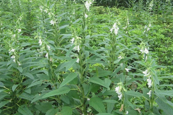 芝麻怎么種植技術