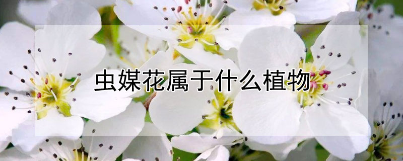 蟲媒花屬于什么植物