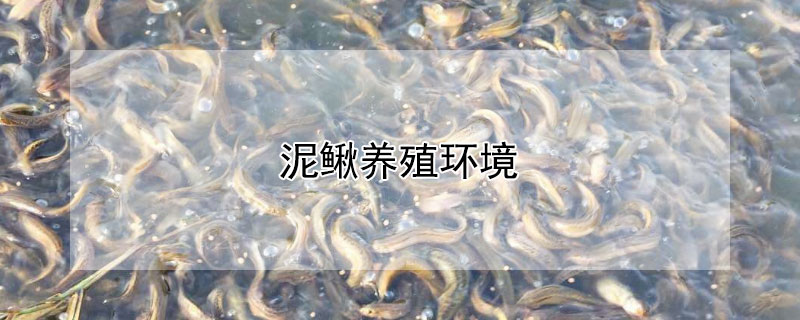 泥鰍養殖環境