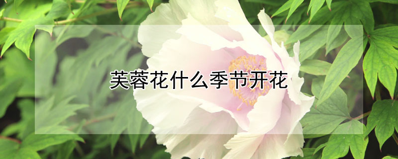 芙蓉花什么季節開花