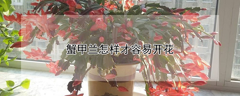 蟹甲蘭怎樣才容易開花