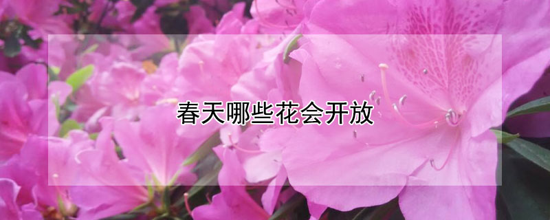 春天哪些花會開放