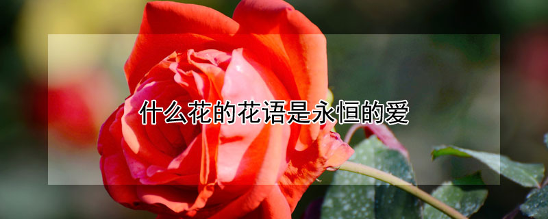 什么花的花語是永恒的愛