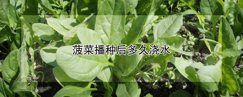 菠菜播種后多久澆水