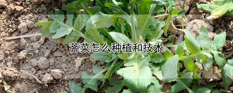 薺菜怎么種植和技術